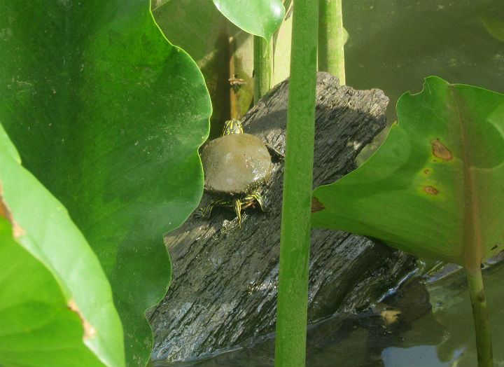 Eastern River Cooter